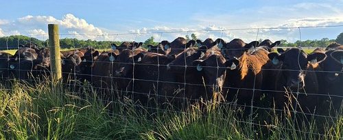 Cows looking through a fence