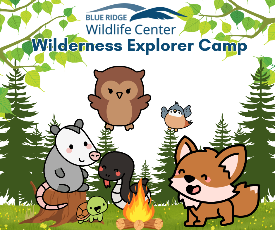 Wilderness Explorer Camp